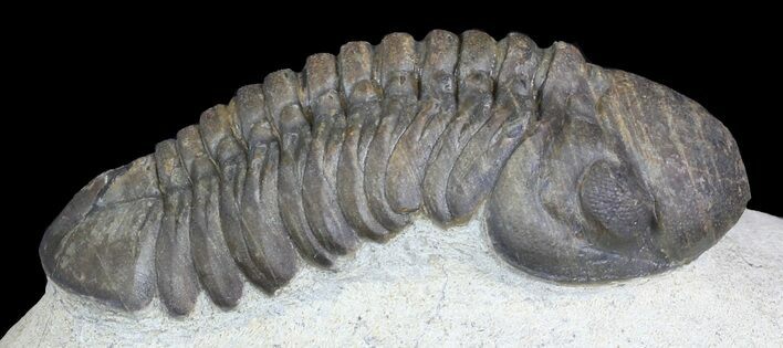 Morocops Trilobite - Nice Eye Facets #46336